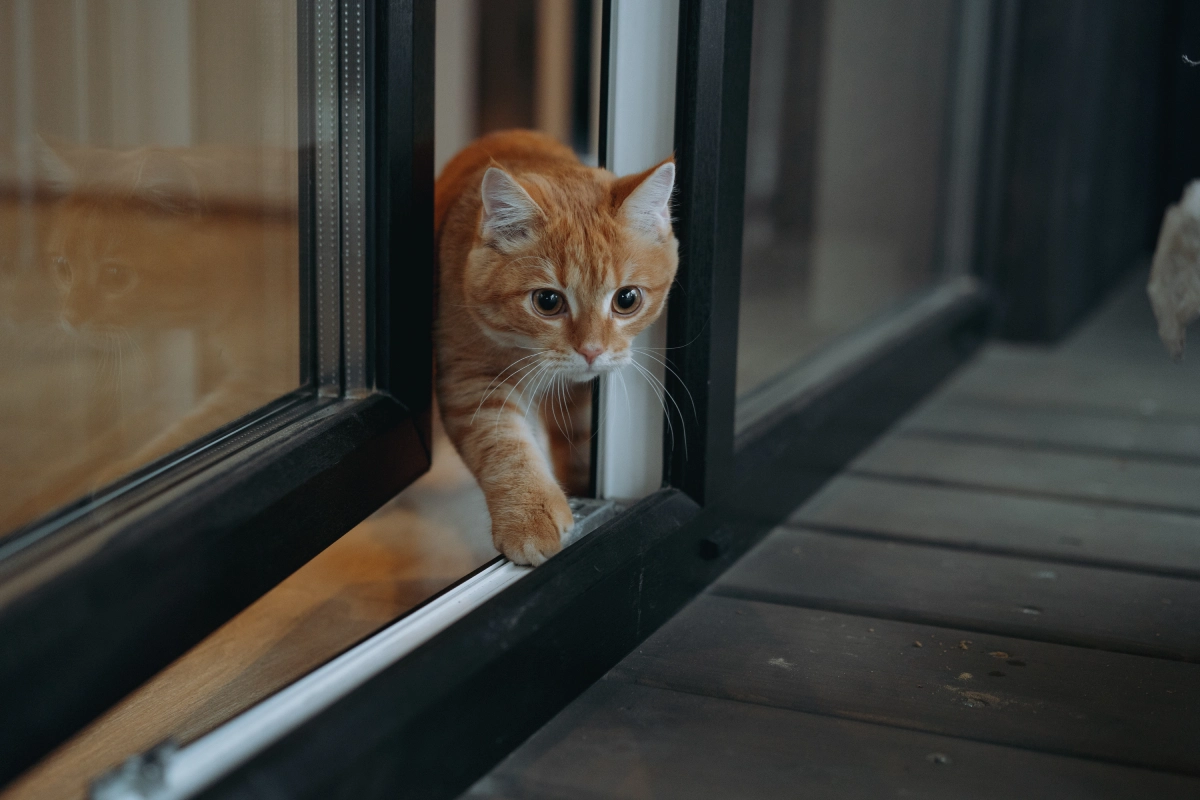 plastic-door-cat